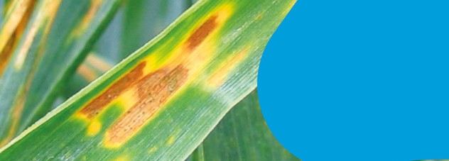 Wheat disease 